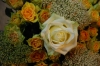 50 Rose gialle e una rosa bianca